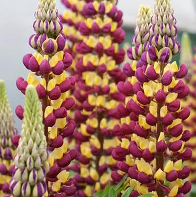 Lupinus polyphyllus Manhattan Lights (Lupine)