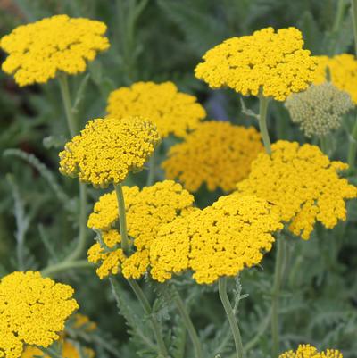 Achillea Coronation Gold