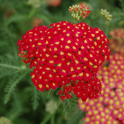 Achillea millefolium Paprika