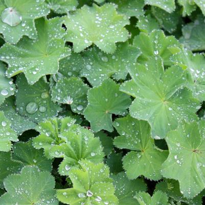 Alchemilla mollis 