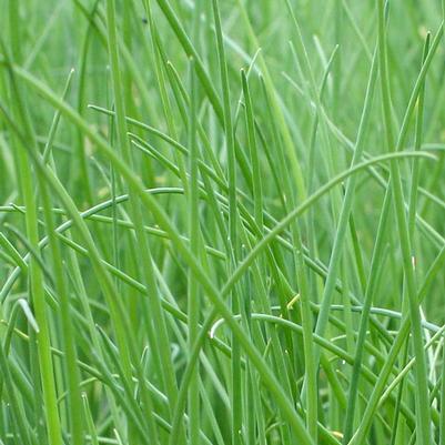 Chives, Common (Allium schoenoprasum)