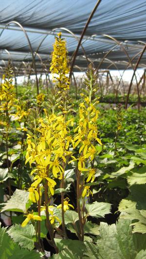 Ligularia stenocephala 'Little Rocket' - Leopard Plant from Hoffie Nursery