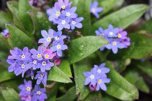 Myosotis sylvatica Victoria Blue