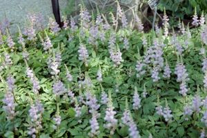 Astilbe chinensis Pumila