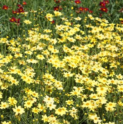 Coreopsis Creme Brulee