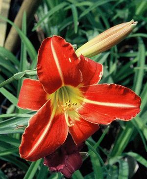 Hemerocallis Chicago Fire