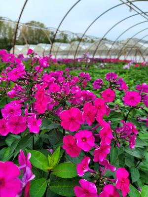 Phlox paniculata Super Ka-Pow™ Fuchsia - Garden Phlox from Hoffie Nursery