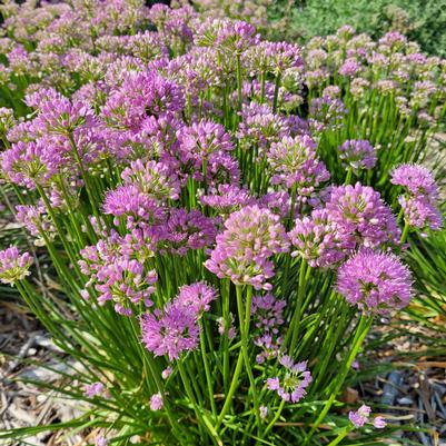 Allium Millenium