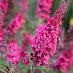 Buddleia Monarch® 'Prince Charming' - Butterfly Bush from Hoffie Nursery