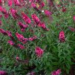 Buddleia Monarch® 'Prince Charming' - Butterfly Bush from Hoffie Nursery