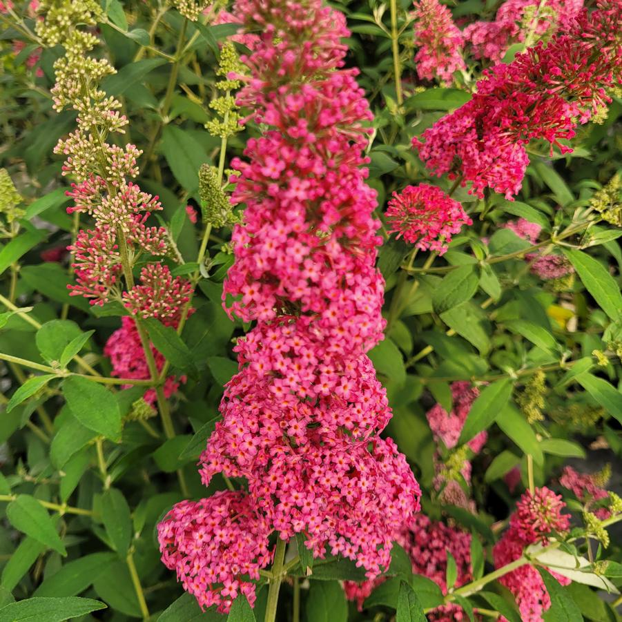 Buddleia Monarch® 'Prince Charming' - Butterfly Bush from Hoffie Nursery