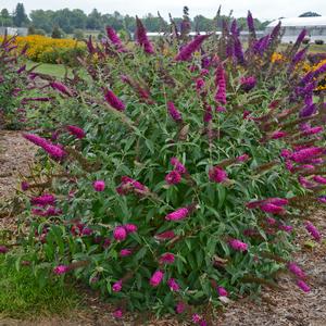 Buddleia Monarch? 'Queen of Hearts' - Butterfly Bush from Hoffie Nursery