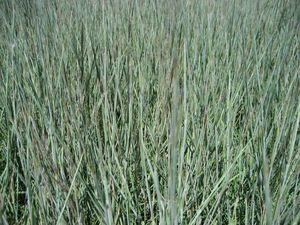 Schizachyrium scoparium Carousel