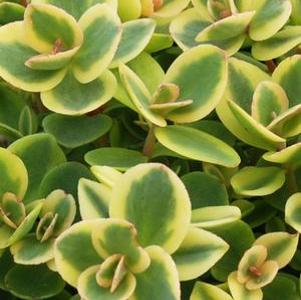 Sedum Sunsparkler® Lime Twister