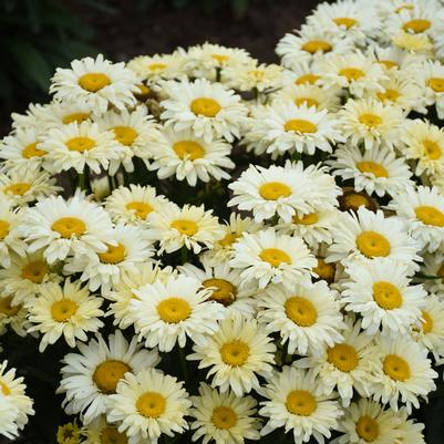 Leucanthemum Amazing Daisies® 'Banana Cream II' Amazing Daisies 