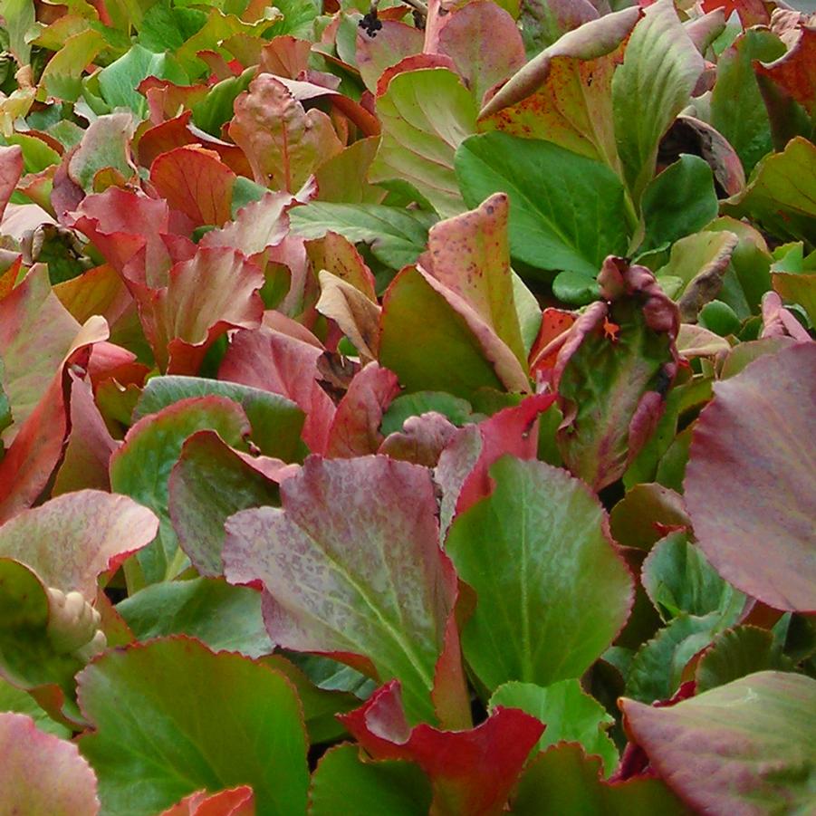 Bergenia cordifolia - Heartleaf Bergenia, Pigsqueak from Hoffie Nursery