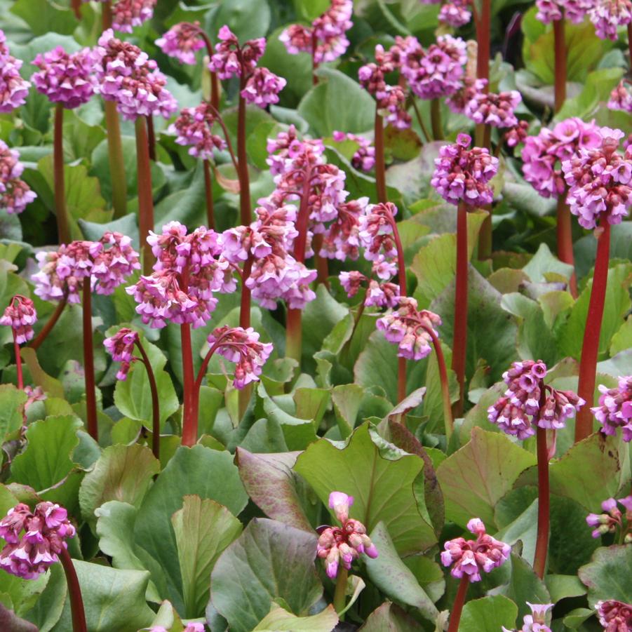 Bergenia cordifolia - Heartleaf Bergenia, Pigsqueak from Hoffie Nursery