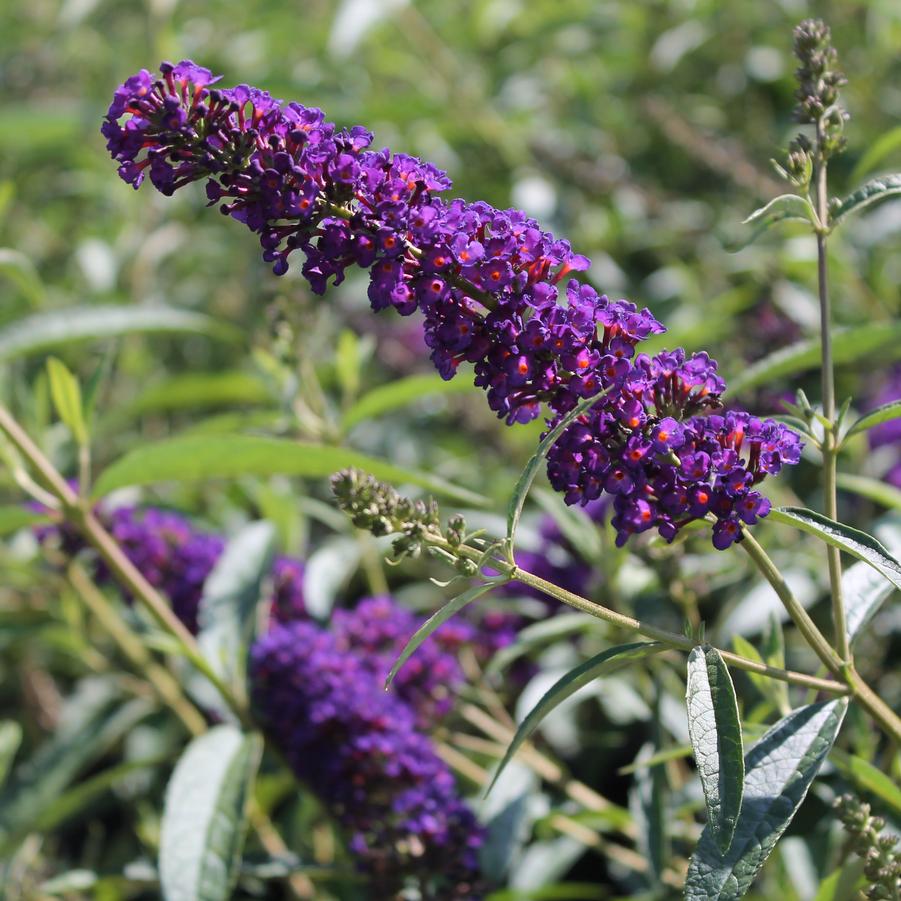 Buddleia davidii 'Black Knight' - Butterfly Bush from Hoffie Nursery