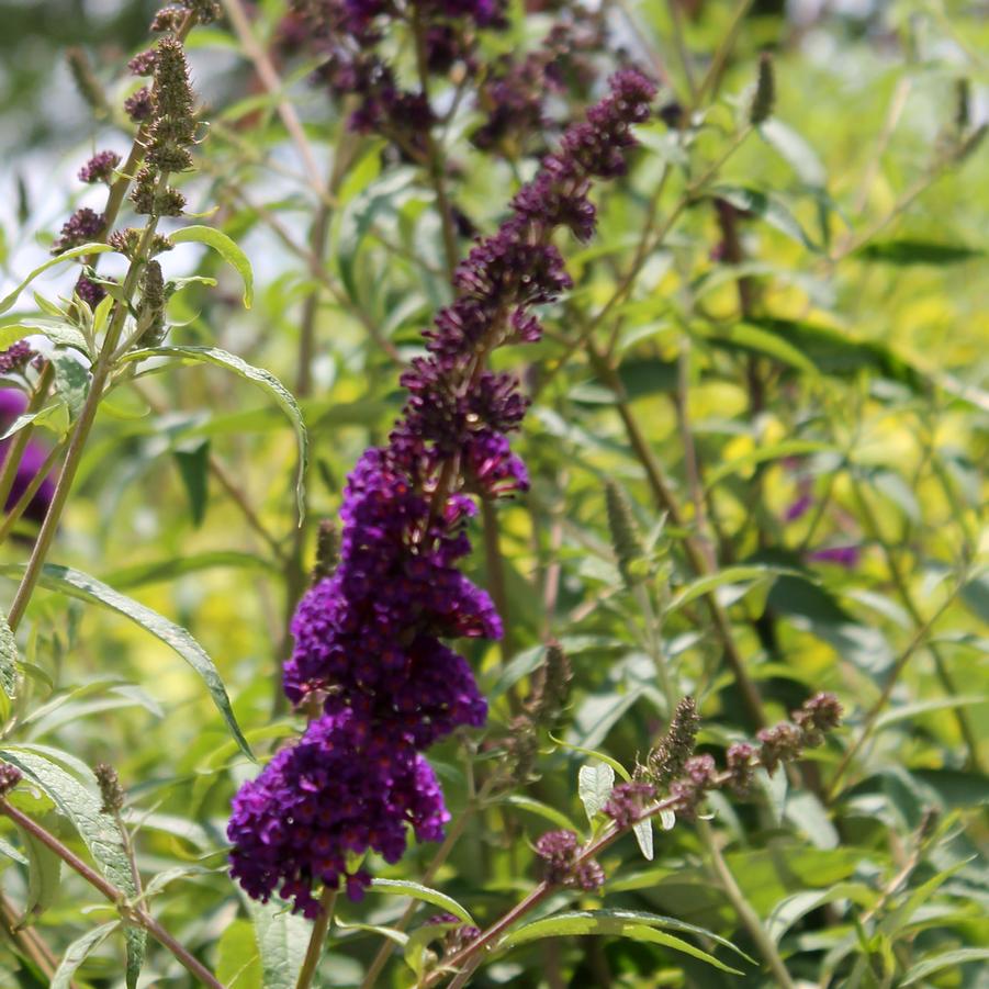 Buddleia davidii 'Black Knight' - Butterfly Bush from Hoffie Nursery