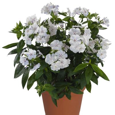 Phlox paniculata Flame® Light Blue Flame® 