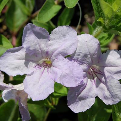 Ruellia humilis 