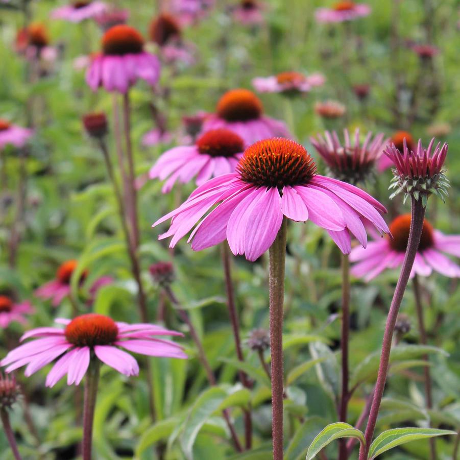 Echinacea purpurea 'Magnus' - Purple Coneflower from Hoffie Nursery