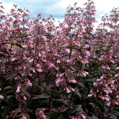 Penstemon Dark Towers