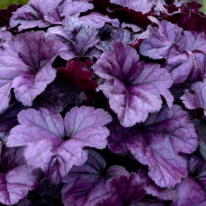 Heuchera Wildberry