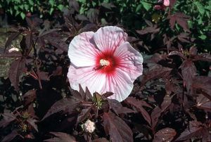 Hibiscus Kopper King