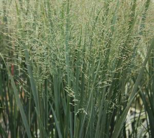 Panicum virgatum 'Northwind' - Switch Grass from Hoffie Nursery
