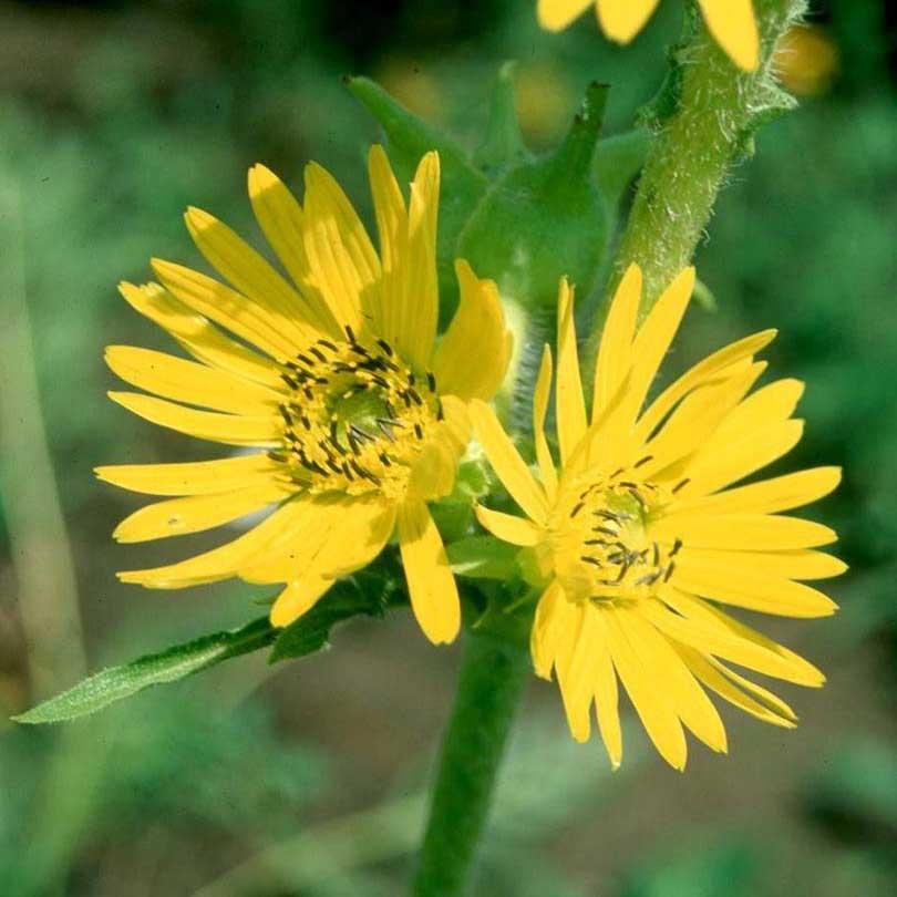 Silphium laciniatum - Compass Plant from Hoffie Nursery