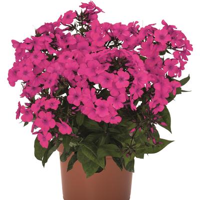 Phlox paniculata Flame® Pro Cerise (Garden Phlox)