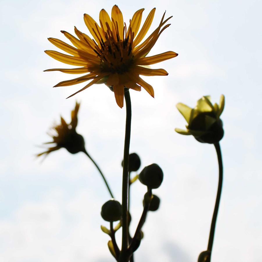 Silphium laciniatum - Compass Plant from Hoffie Nursery