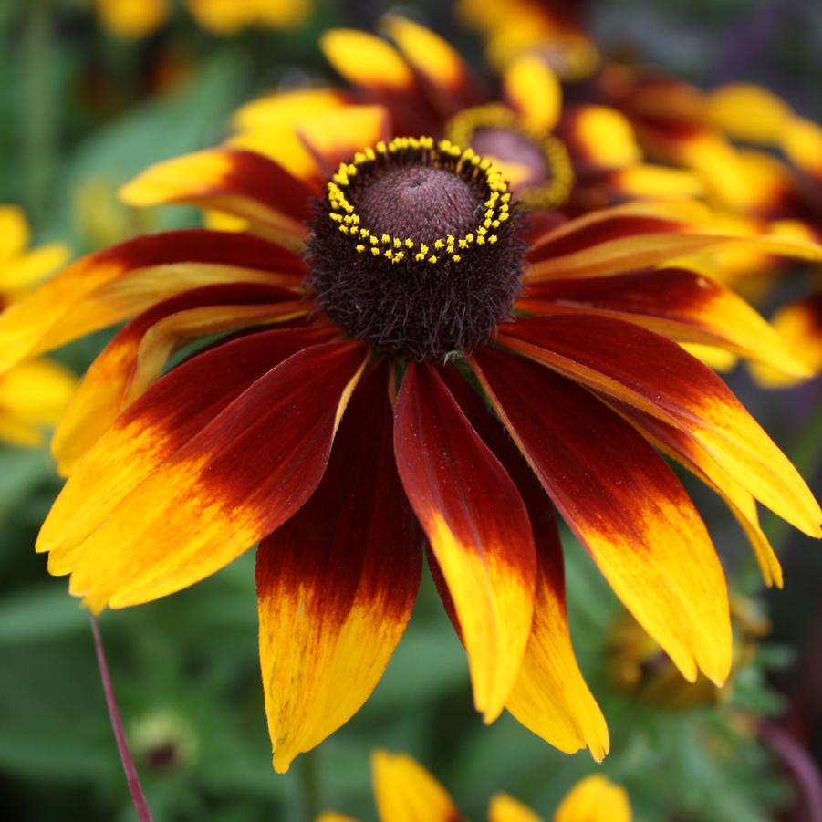 Rudbeckia 'Chocolate Orange' - Fall Black-Eyed Susan from Hoffie Nursery