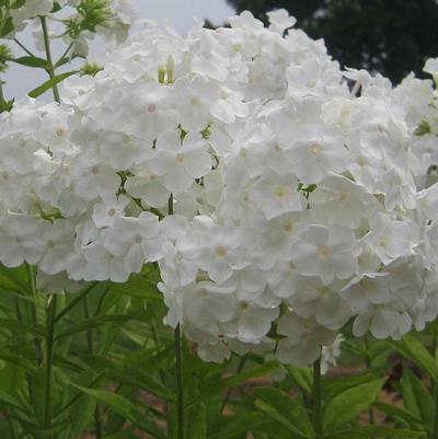 Phlox paniculata David