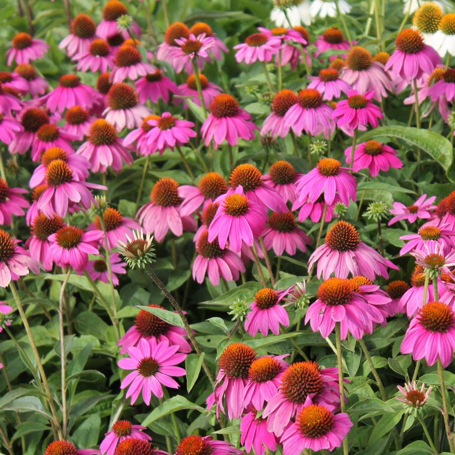 Echinacea purpurea 'PowWow Wildberry' - Coneflower from Hoffie Nursery