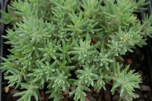 Sedum reflexum Blue Spruce