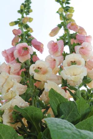 Digitalis purpurea 'Dalmatian Peach' - Foxglove from Hoffie Nursery