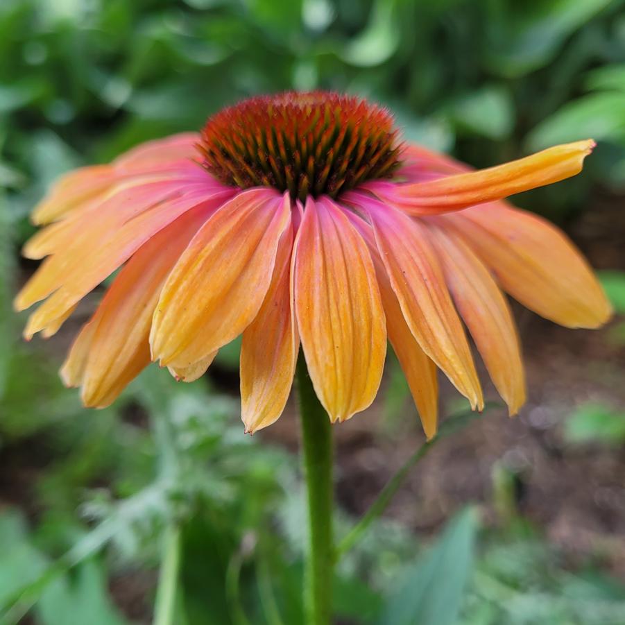 Echinacea Butterfly™ Rainbow Marcella - Coneflower from Hoffie Nursery