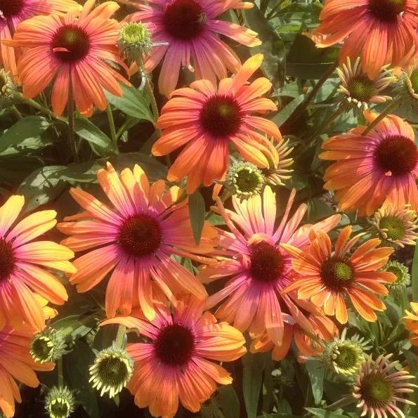 Echinacea Butterfly™ Rainbow Marcella - Coneflower from Hoffie Nursery