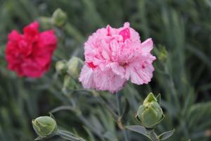 Dianthus Devon Cottage™ Pinball Wizard - Cottage Pinks from Hoffie Nursery