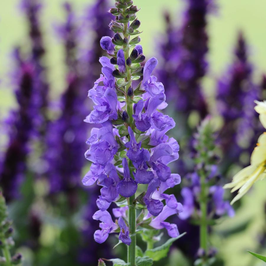 Salvia nemorosa 'Blue Marvel' - Hybrid Sage from Hoffie Nursery