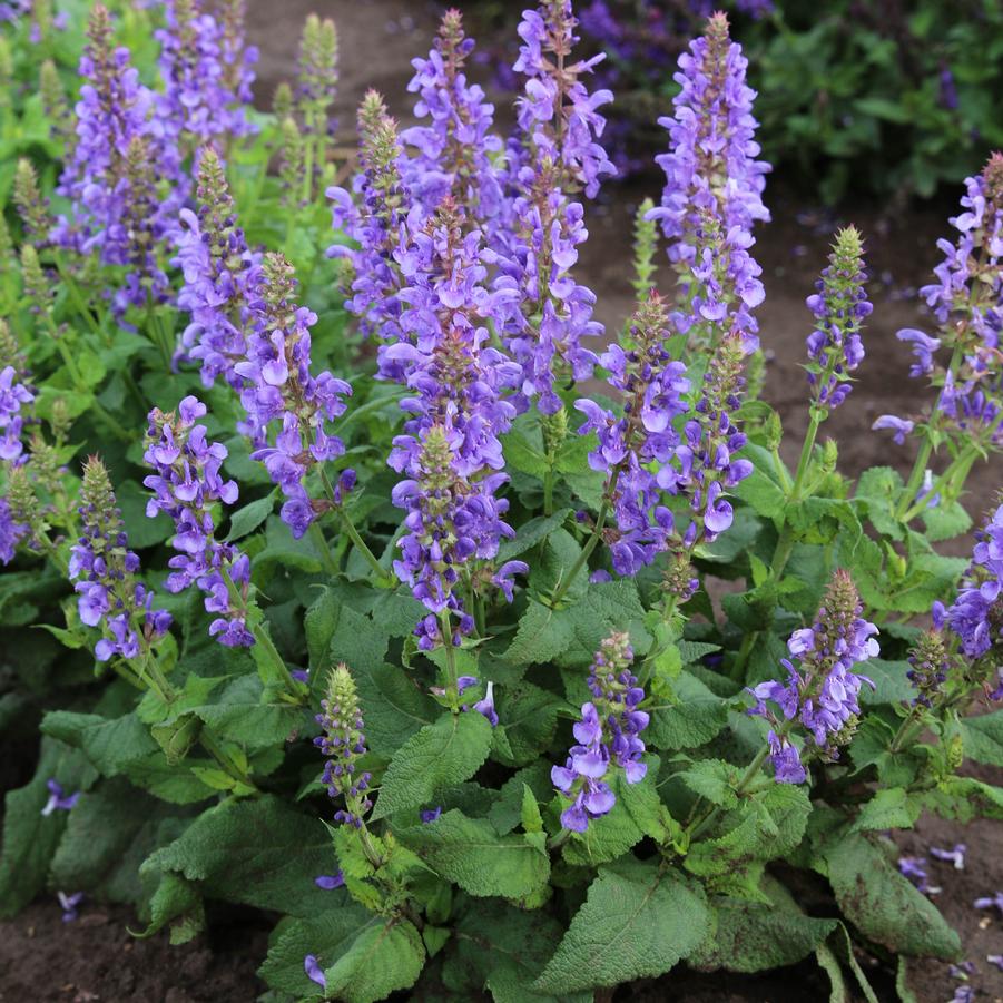 Salvia nemorosa 'Blue Marvel' - Hybrid Sage from Hoffie Nursery