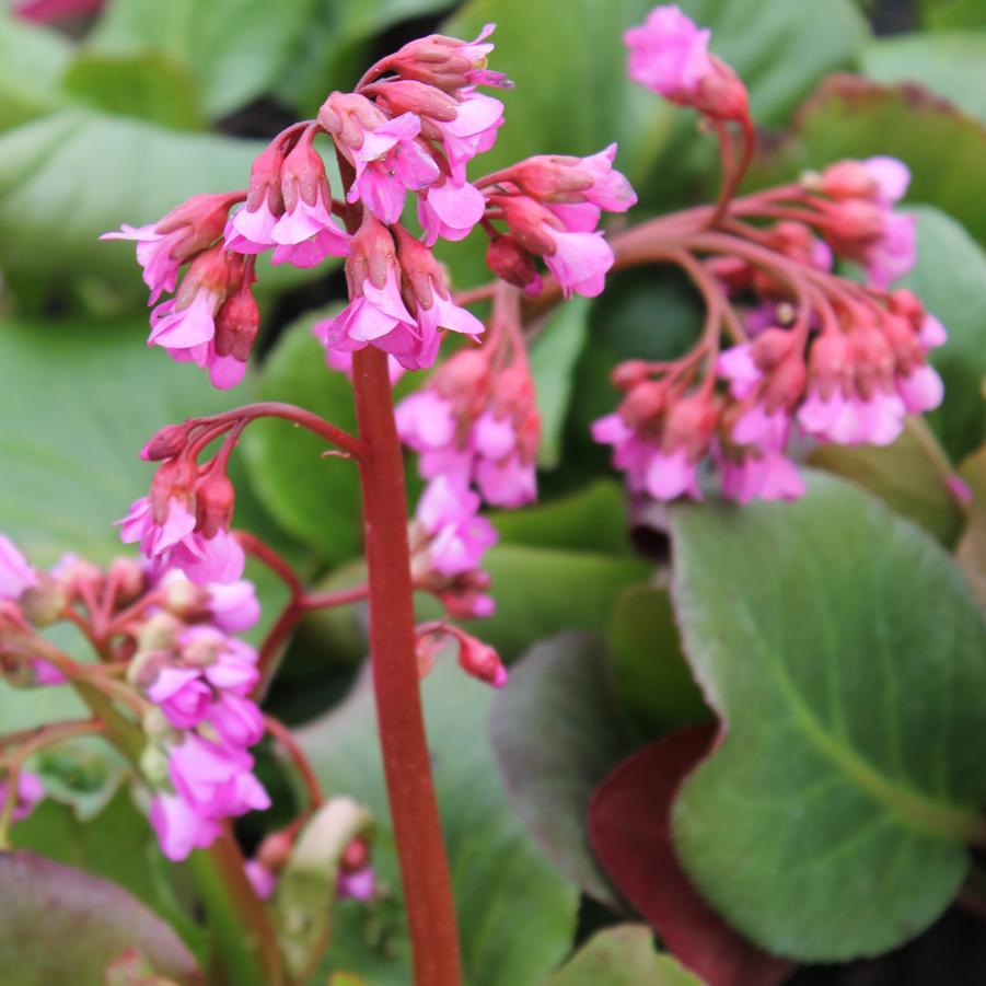 Bergenia cordifolia 'Winterglut' - Heartleaf Bergenia, Pigsqueak from Hoffie Nursery