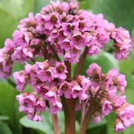 Bergenia cordifolia 'Winterglut' - Heartleaf Bergenia, Pigsqueak from Hoffie Nursery