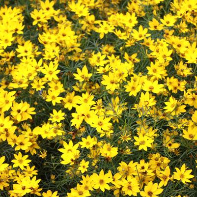 Coreopsis verticillata Zagreb