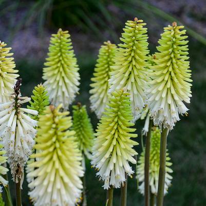 Kniphofia Lady Luck