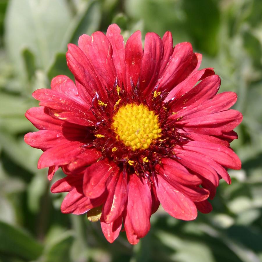 Gaillardia grandiflora 'Burgundy' - Blanket Flower from Hoffie Nursery