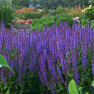 Salvia nemorosa Color Spires Violet Riot