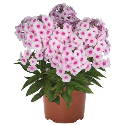 Phlox paniculata Flame® Pro Baby Doll Flame® 